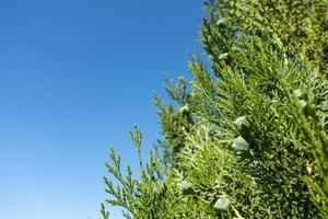 blue sky and green nature background texture photo