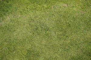 hierba verde naturaleza fondo textura foto