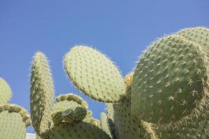 The giant cactus and sky photo