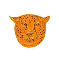 dibujo de cabeza de guepardo vector