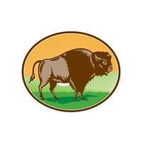 American Bison Oval Woodcut vector