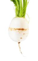 fresh organic root of Kokabu japanese white turnip photo