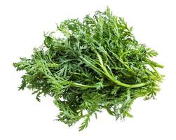 pile of fresh edible chrysanthemum greens isolated photo