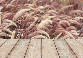 dark reed flower background photo