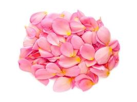beautiful pink rose petals isolated on white background top view photo