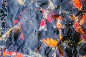 beautiful koi fish in pond photo