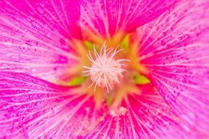 Closeup Beautiful Pink flower hollyhock blossoms photo