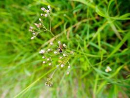 small red insects with black dot photo