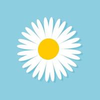 Blooming Daisy Collection. white petal daisy blooming in spring vector