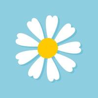 Blooming Daisy Collection. white petal daisy blooming in spring vector