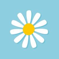 Blooming Daisy Collection. white petal daisy blooming in spring vector