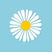 Blooming Daisy Collection. white petal daisy blooming in spring vector