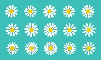 Blooming Daisy Collection. white petal daisy blooming in spring vector