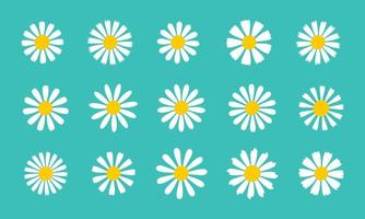 Blooming Daisy Collection. white petal daisy blooming in spring vector