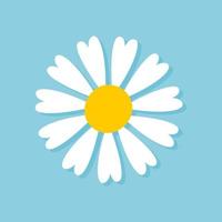 Blooming Daisy Collection. white petal daisy blooming in spring vector