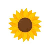 los girasoles amarillos florecen en primavera. para decorar cartel de bienvenida vector