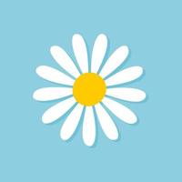 Blooming Daisy Collection. white petal daisy blooming in spring vector