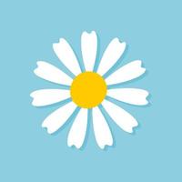 Blooming Daisy Collection. white petal daisy blooming in spring vector