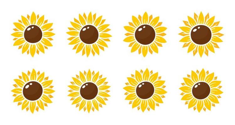 Yellow sunflowers bloom in spring. for decorating welcome sign