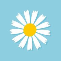 Blooming Daisy Collection. white petal daisy blooming in spring vector