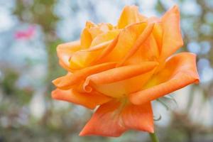 hermosas rosas naturales frescas en el jardín de flores foto