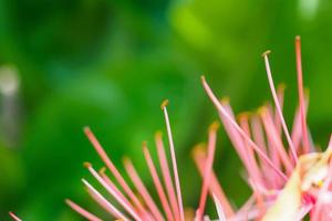 haemanthus multiflorus flor de lirio de sangre foto