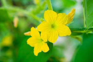 flor de melón color amarillo con hojas verdes en el jardín de plantas orgánicas foto