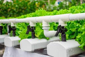 planta de ensalada de lechuga de hojas verdes orgánicas frescas en sistema de granja de vegetales hidropónicos foto