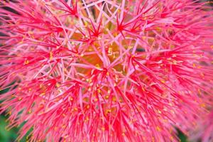 Haemanthus multiflorus blood lily flower photo