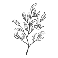 arte de línea dibujado a mano floral, ramita, hierba y hoja png