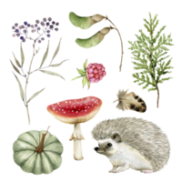 botanischer satz von pflanzen, pilzen und tieren auf einer weißen hintergrundnahaufnahme, aquarellillustration. png