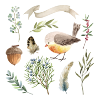 Botanical set of plants and birds on a white background close-up, watercolor illustration. png