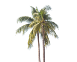 palmeira transparente png