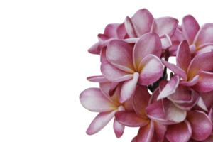 Nahaufnahme rosa Plumeria isoliert auf weißem Hintergrund png