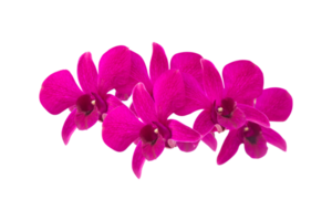 orquídea rosa isolada no fundo branco