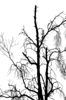 silhouette die tree isolated on white background png