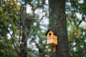 Colorful birdhouse on the tree in the park photo