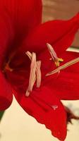 cerrar las flores de amarilis mostrando polen, amarilis, amaryllidaceae, hippeastrum reginae hierba foto