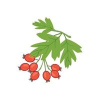 Red hawthorn plant with leaves, isolated. vector of health care