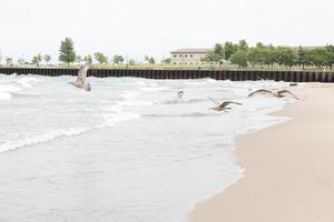 Seagulls taking flight from the sandy beach into the waves of Lake Michigan on a cloudy day. Trees and building seen in the background. Steel holding the seawall. Sand smooth from the water. photo