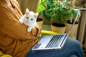 el gato blanco duerme tranquilamente en los brazos de la anfitriona, frente a la computadora portátil. el concepto de trabajar en casa