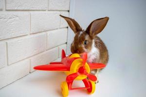 A traveler rabbit sits next to a red toy airplane on a white background photo