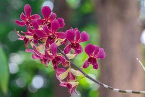 Purple Orchid flower in orchid garden at winter. Orchid flower for postcard beauty and agriculture design. Beautiful orchid flower in garden, in full bloom in farm, on green nature blur background photo