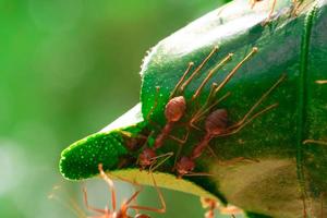 red ant, ant action team work for build a nest,ant on green leaf in garden among green leaves blur background, selective eye focus and black backgound, macro photo