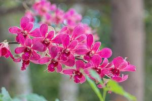 Purple Orchid flower in orchid garden at winter. Orchid flower for postcard beauty and agriculture design. Beautiful orchid flower in garden, in full bloom in farm, on green nature blur background photo