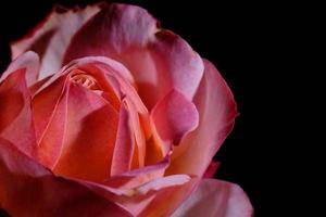 beautiful red rose on black background, rose petals, dark photography, rose bud photo