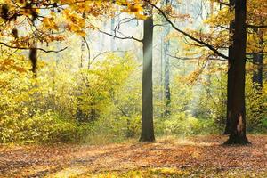 sunlight lit glade in autumn forest photo