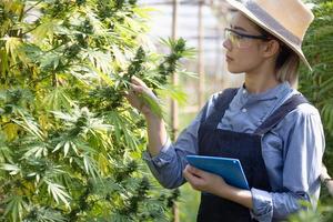 el agricultor de marihuana toca las plantas mientras camina por la granja, el concepto de cultivo de cannabis y la investigación del aceite de cáñamo para su uso en medicina. foto