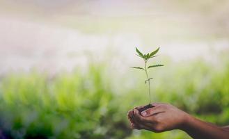 niño de cerca sosteniendo una planta verde en la mano, amamos el mundo de las ideas.día mundial del medio ambiente foto