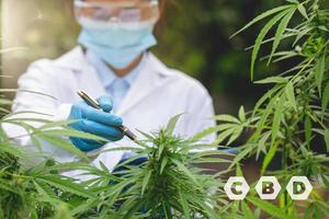 Scientist with mask and glasses checking and analizing hemp plants in a greenhouse.Concept of herbal alternative medicine, cbd oil, pharmaceutical industry. photo